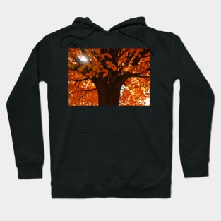 ​Autumn Orange Acer Maple Tree Hoodie